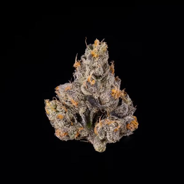 Wizard Trees New Yorker (3.5g/jar sealed)