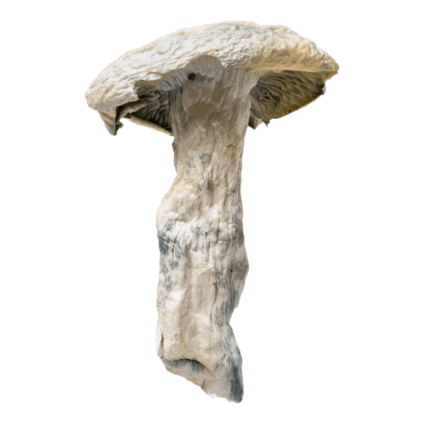Nutcracker | Magic Mushrooms | 3.5