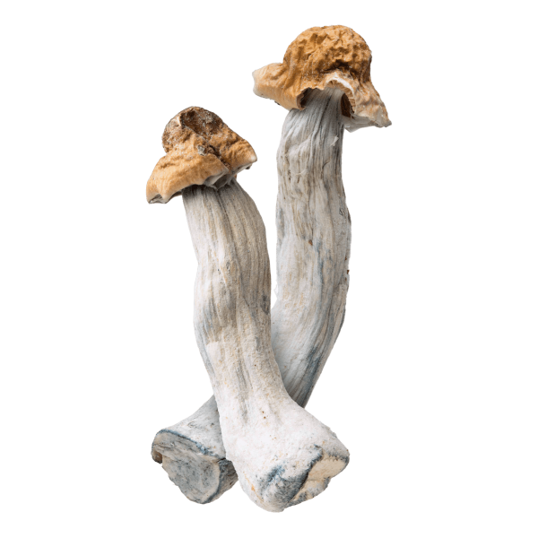 Cosmic Rider | Magic Mushrooms | 3.5g