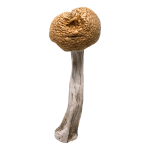 Golden Envy | Magic Mushrooms | 3.5