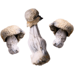 Albino Penis Envy | Magic Mushrooms | Ounce