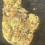 Mardi Gras Candy (Hybrid) 3.5