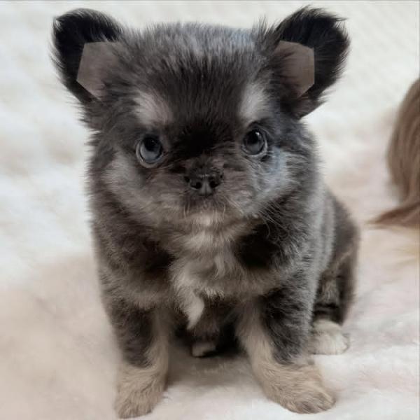 Puppy