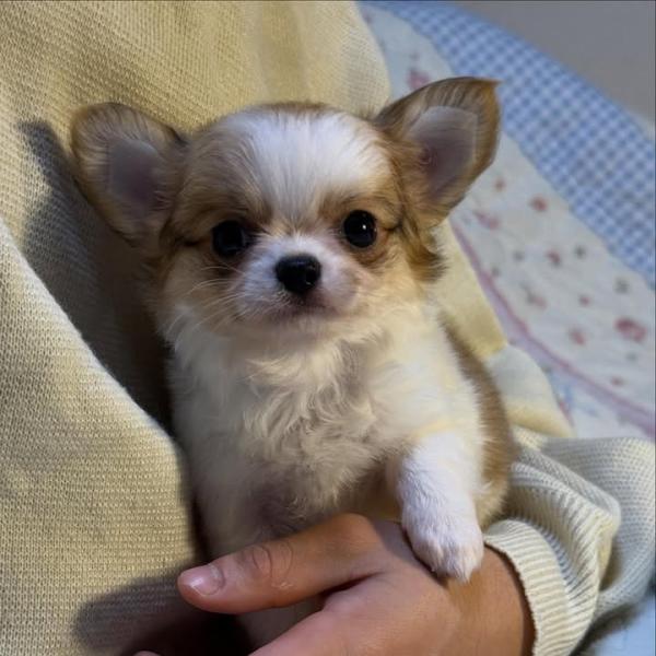 Puppy