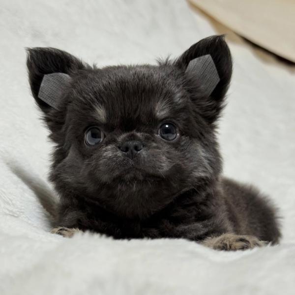 Puppy