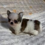 Puppy