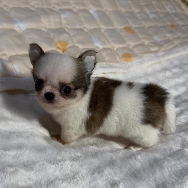 Puppy