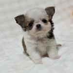 Puppy
