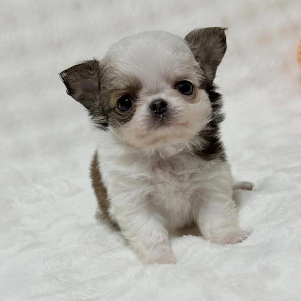Puppy