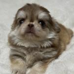 Puppy
