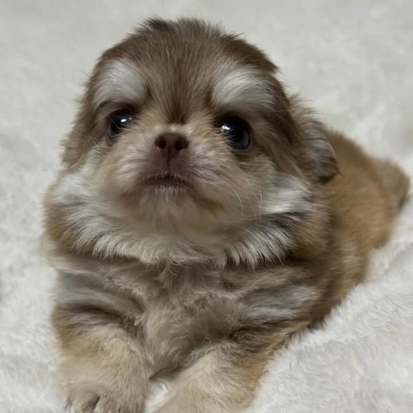 Puppy