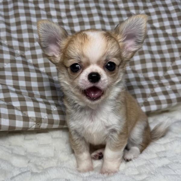 Puppy