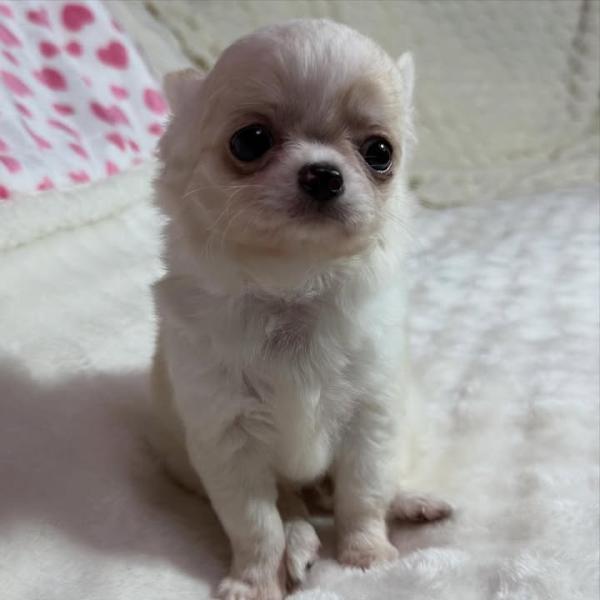 Puppy