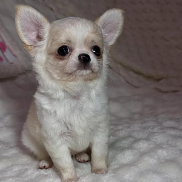 Puppy