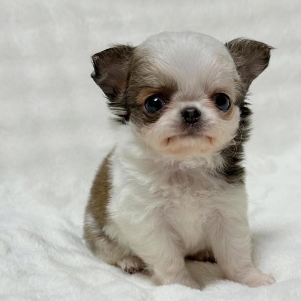 Puppy