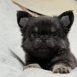 Puppy