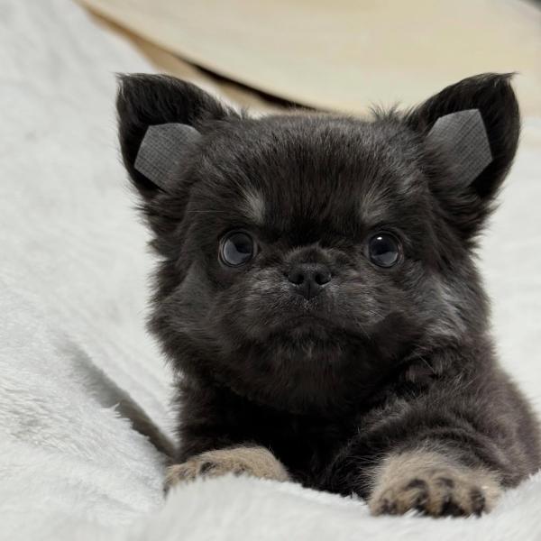 Puppy