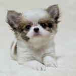 Puppy