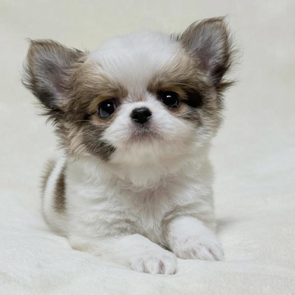 Puppy
