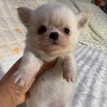 Puppy