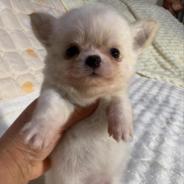 Puppy