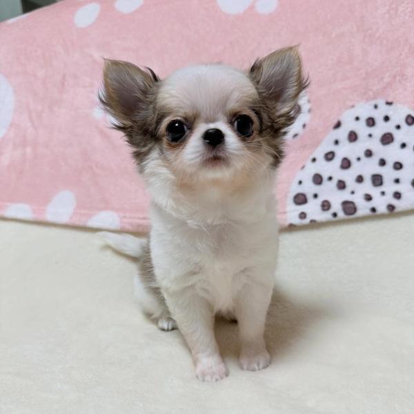 Puppy