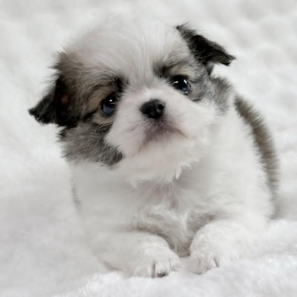 Puppy