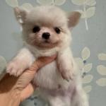Puppy