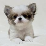 Puppy