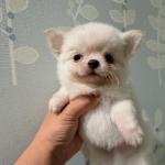 Puppy
