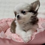 Puppy