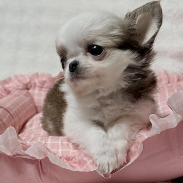 Puppy