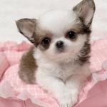 Puppy