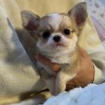 Puppy