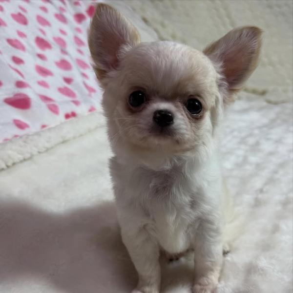 Puppy
