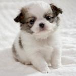 Puppy