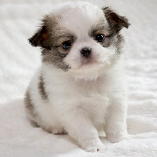 Puppy