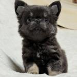 Puppy