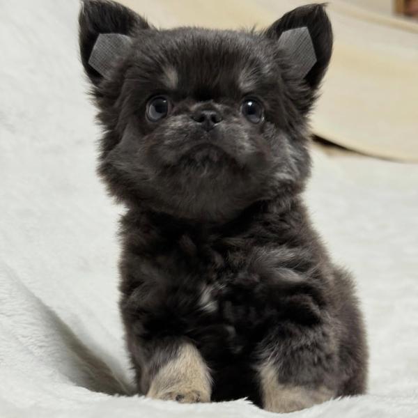 Puppy