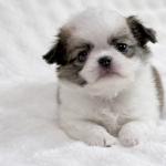 Puppy