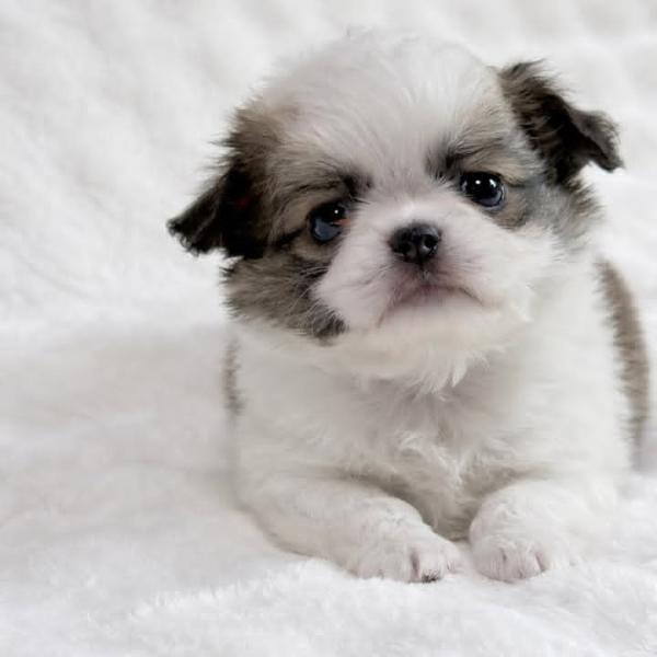 Puppy