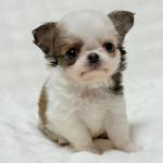 Puppy