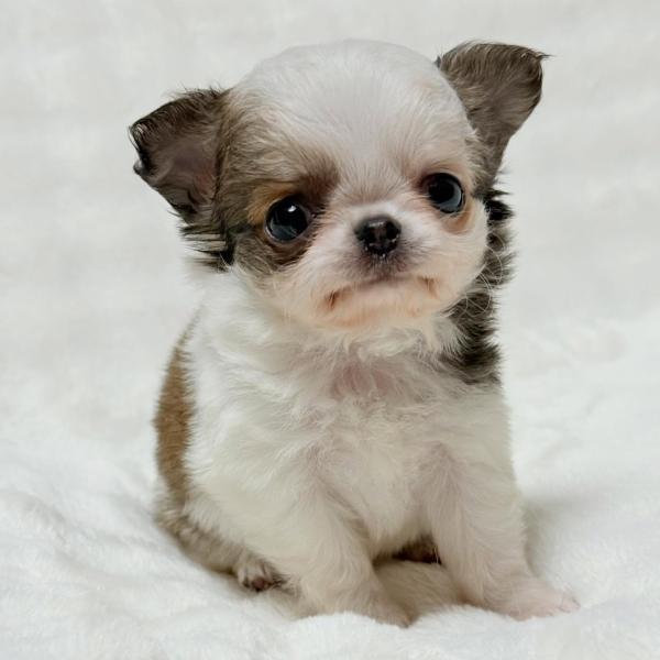 Puppy