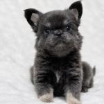 Puppy