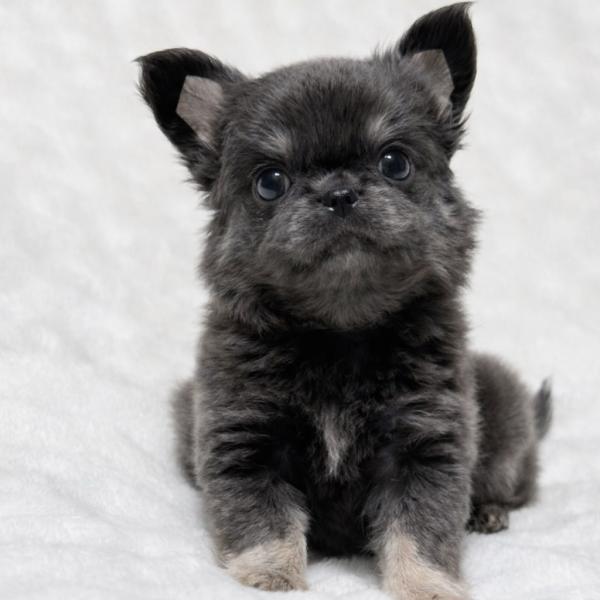 Puppy