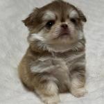 Puppy