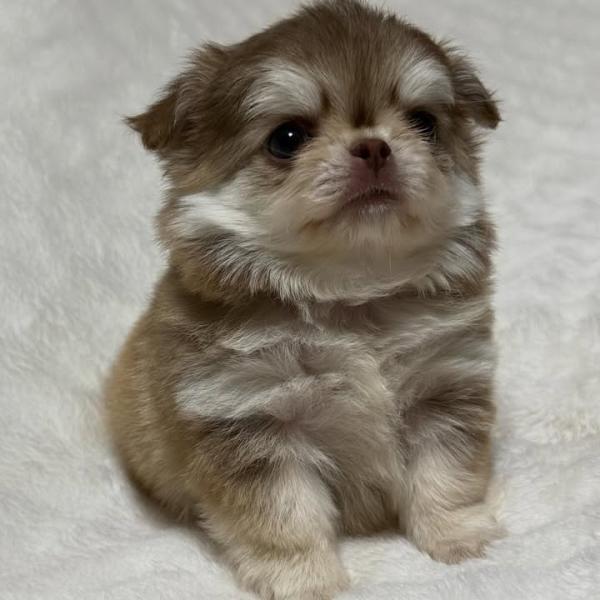 Puppy