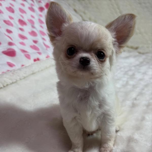 Puppy