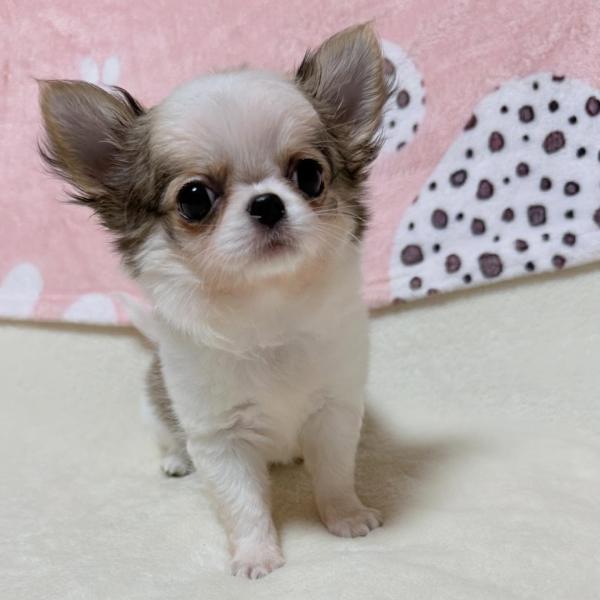 Puppy