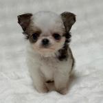 Puppy